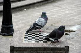Pigeons Playing Chess